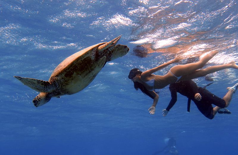 Snorkeling with Sea Turtles in Hawaii