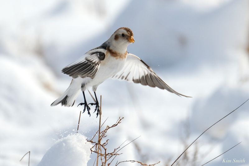 Snow Bunting