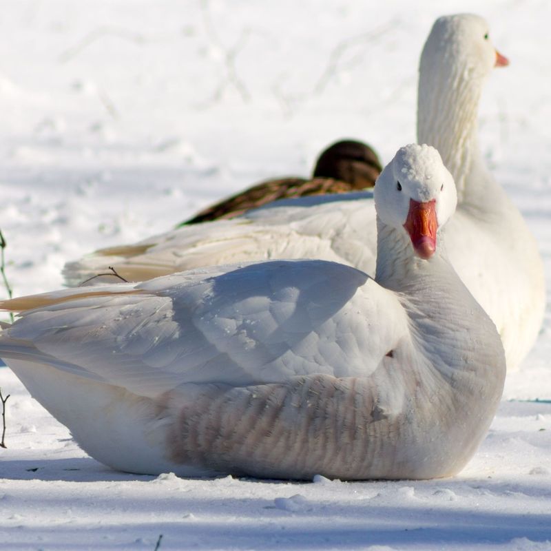 Snow Goose