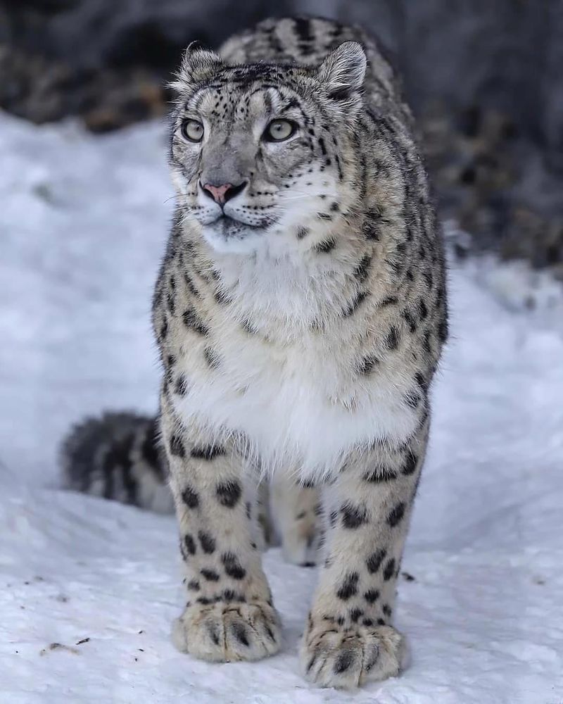 Snow Leopard