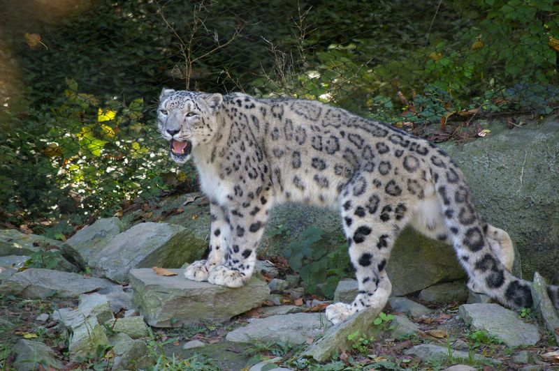 Snow Leopard