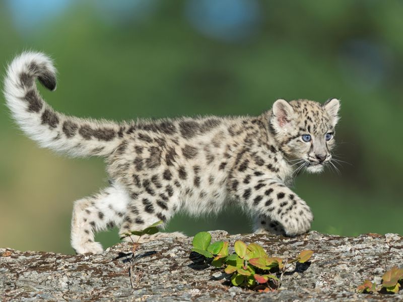 Snow Leopard