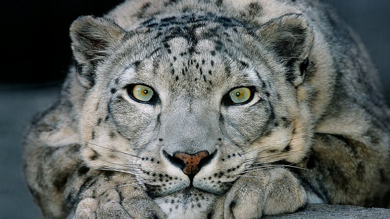 Snow Leopard