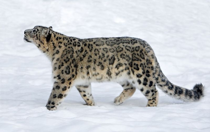 Snow Leopard