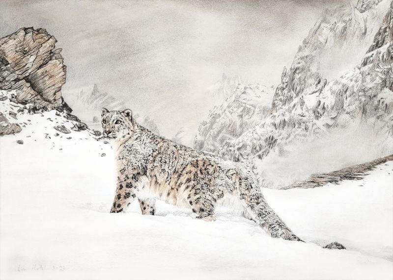 Snow Leopard