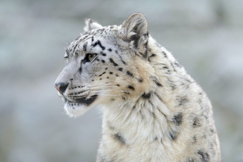 Snow Leopard