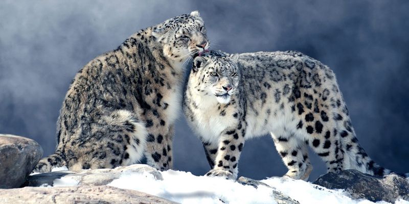 Snow Leopard