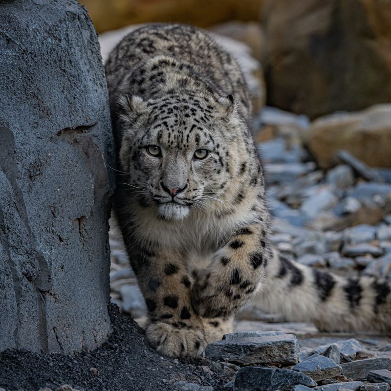 Snow Leopard