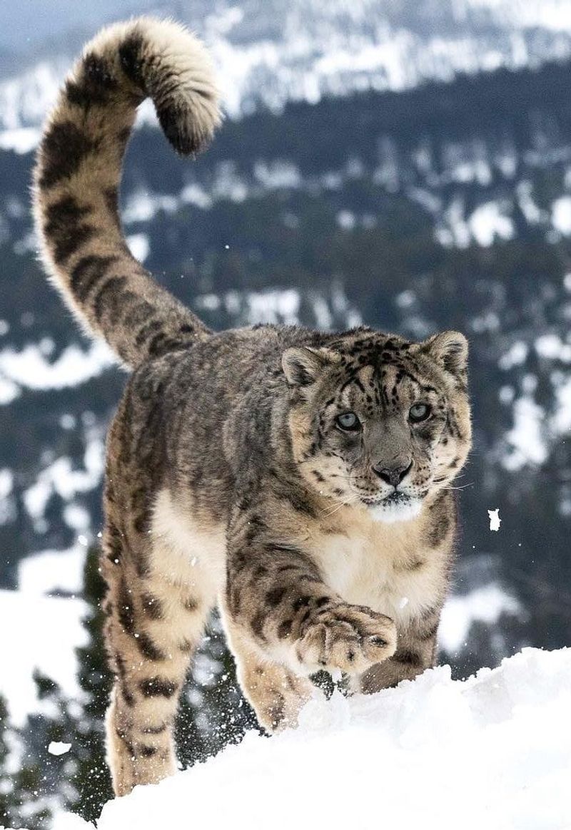 Snow Leopard