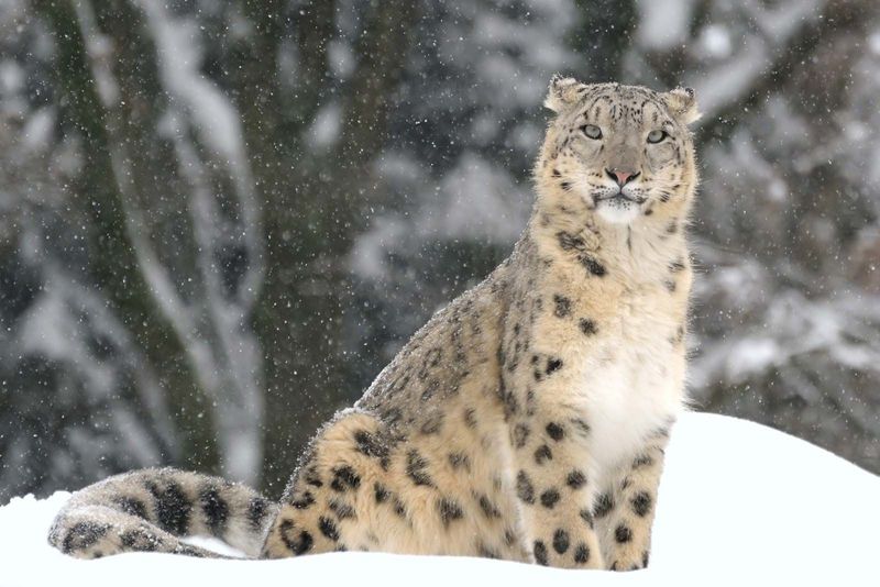 Snow Leopard