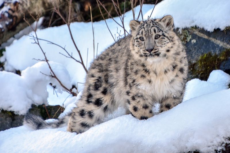 Snow Leopard