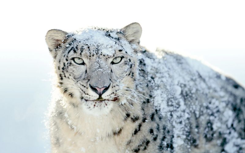 Snow Leopard