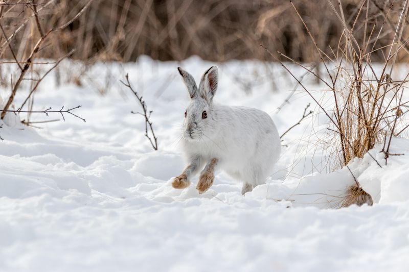 Snowshoe Hare