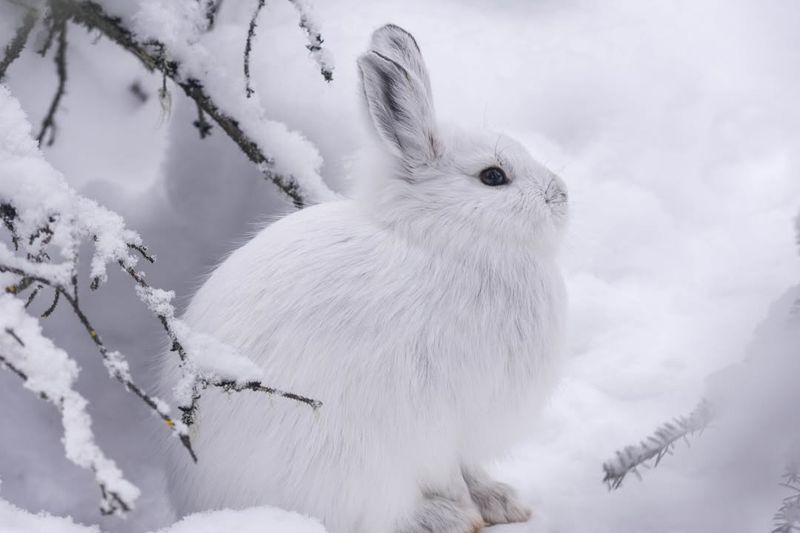 Snowshoe Hare