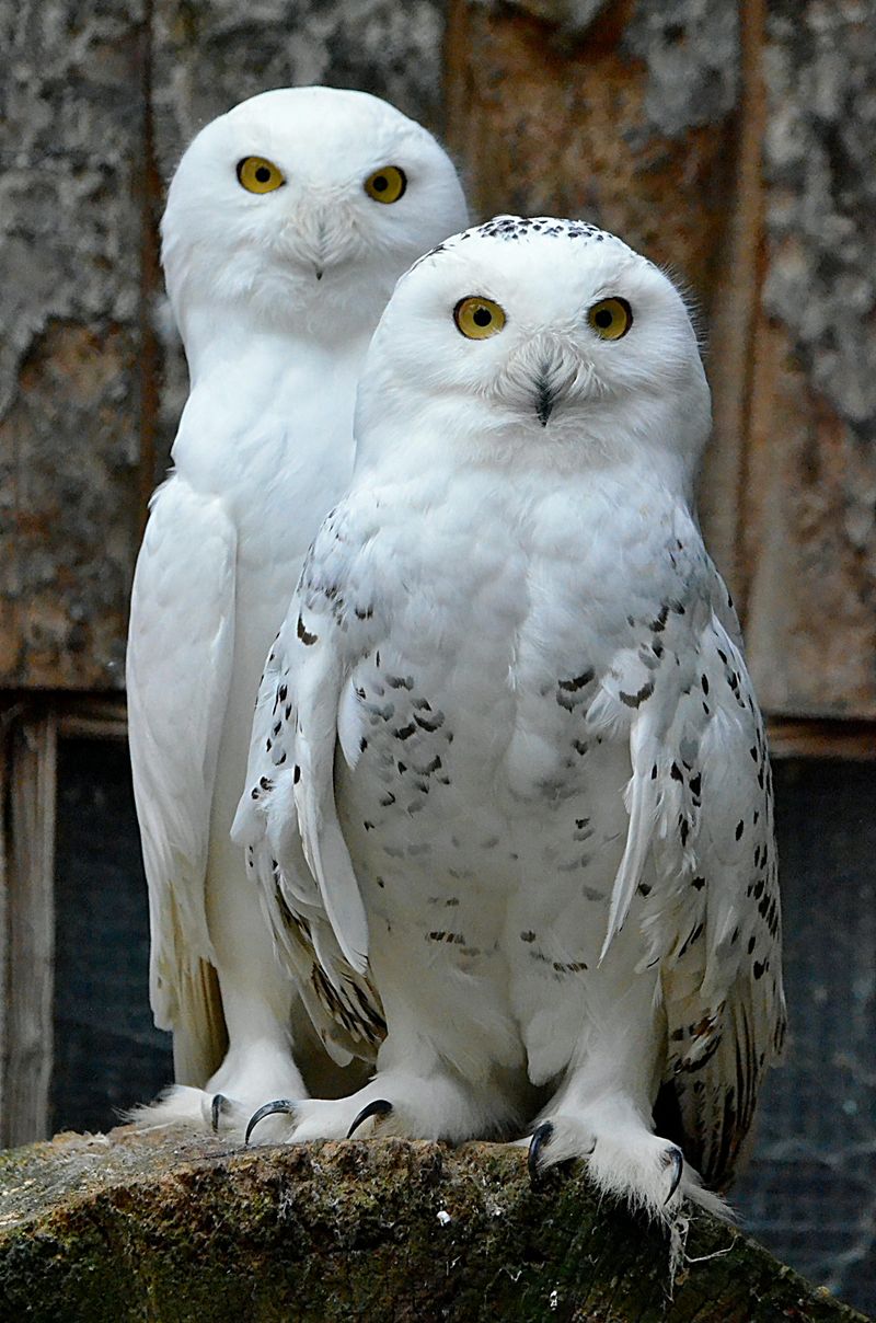 Snowy Owl