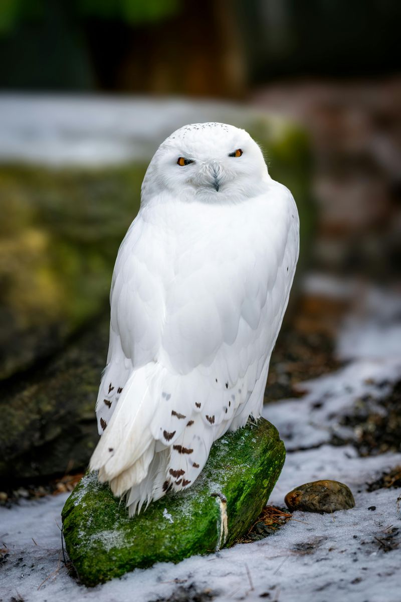 Snowy Owl