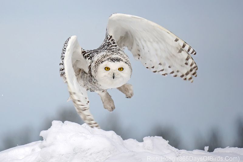 Snowy Owl