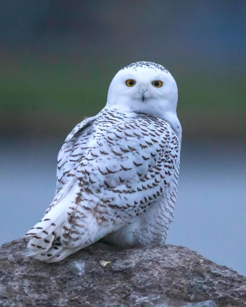 Snowy Owl