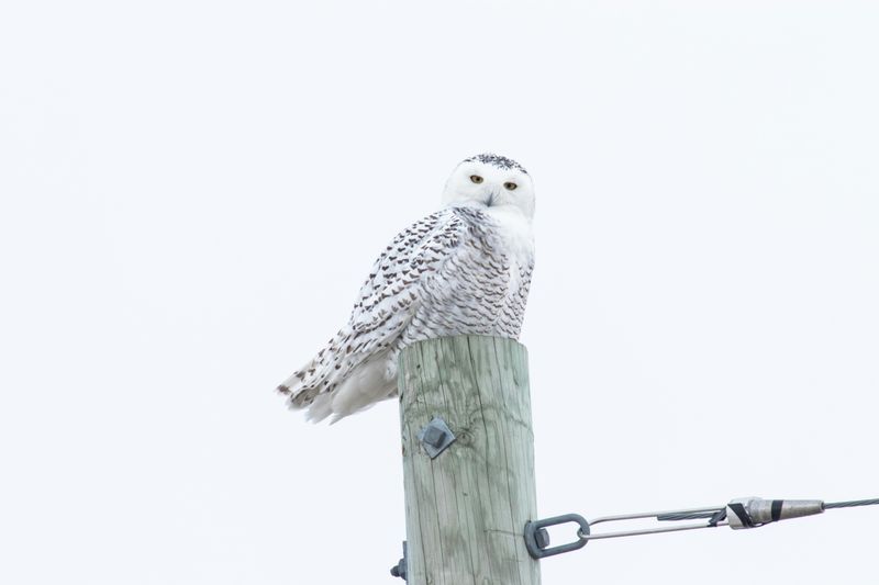 Snowy Owl