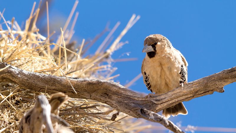 Sociable Weaver