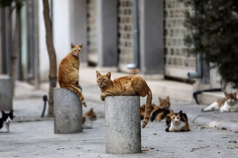 Social Cooperation