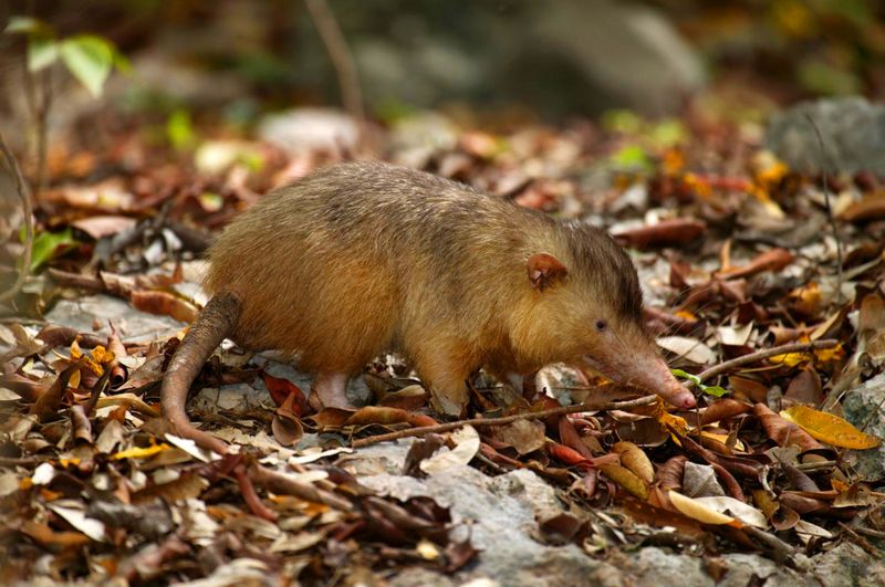 Solenodon