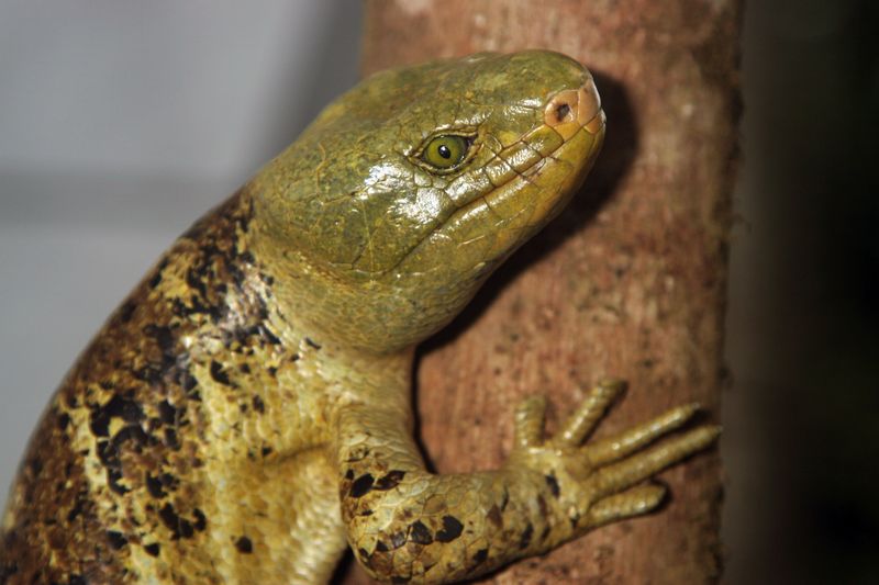 Solomon Islands Skink