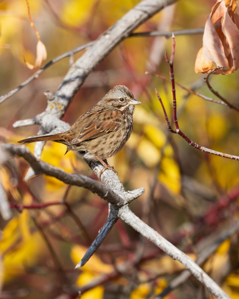 Song Sparrow