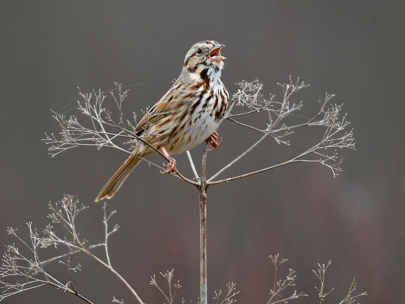 Song Sparrow