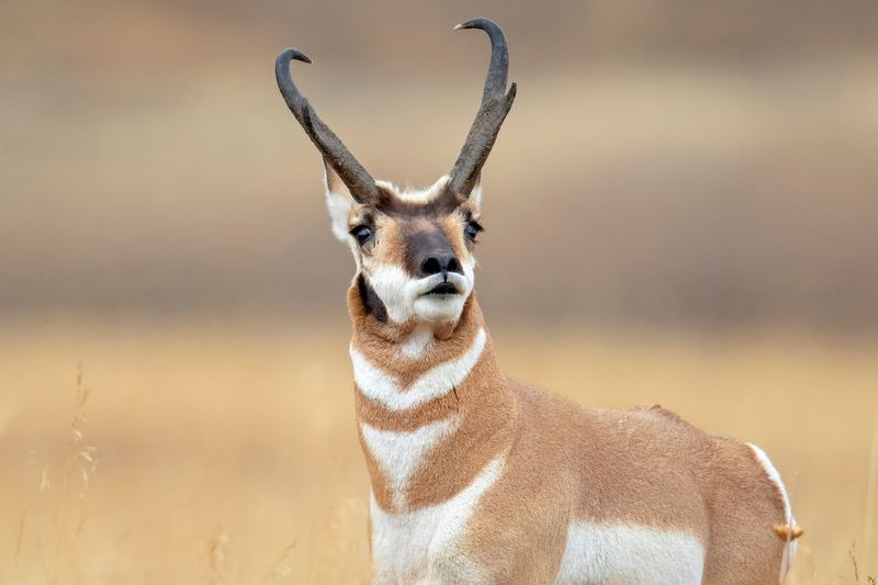 Sonoran Pronghorn