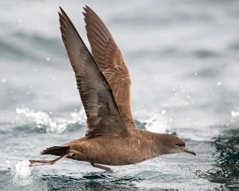 Sooty Shearwater