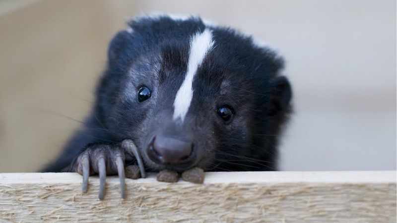 Sophie the Skunk