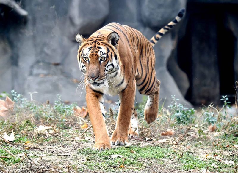 South China Tiger