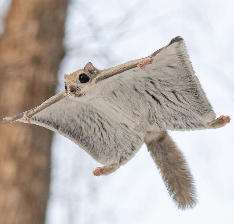 Southern Flying Squirrel