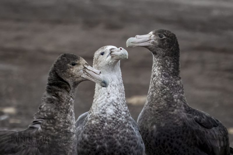 Southern Giant Petrel