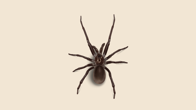 Southern House Spider