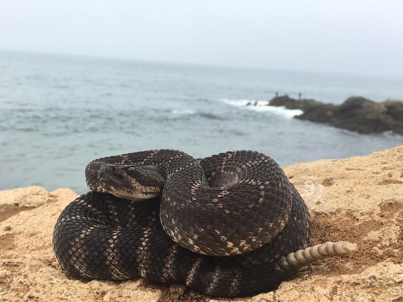 Southern Pacific Rattlesnake