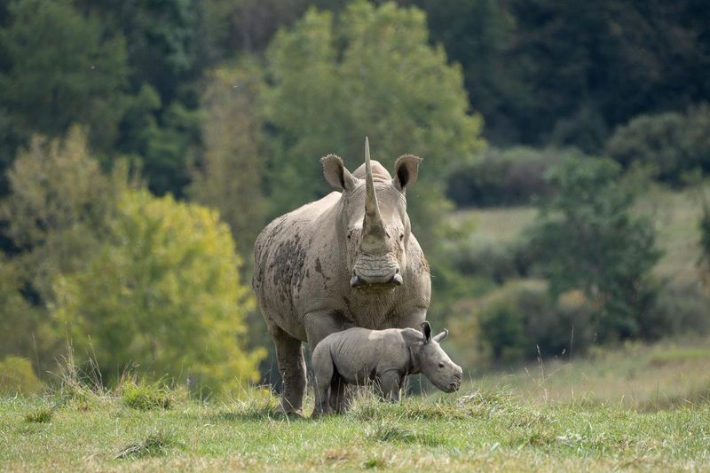 Southern White Rhino