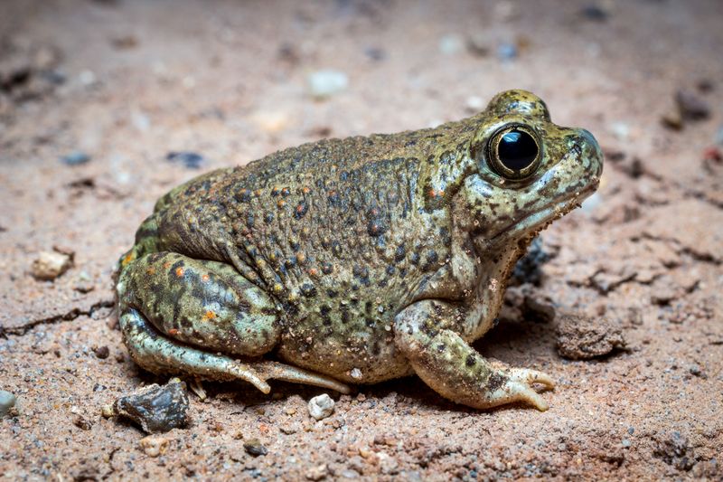 Spadefoot Toad's Dormancy