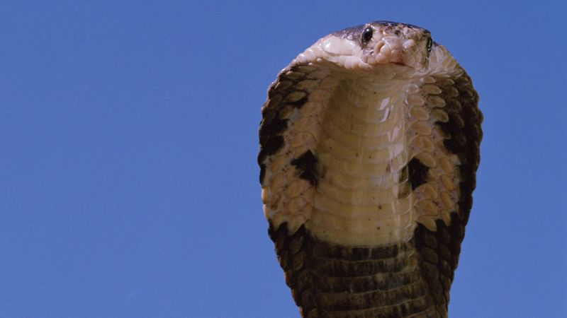 Spectacle Cobra of Minnesota