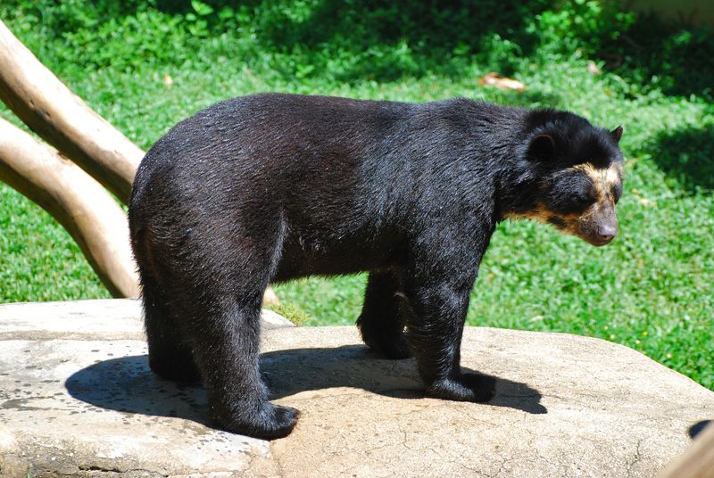 Spectacled Bear of the Andes (Tremarctos ornatus)