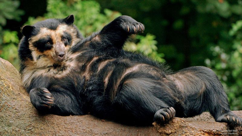 Spectacled Bear