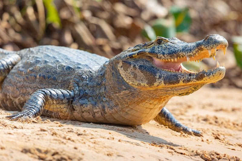 Spectacled Caiman