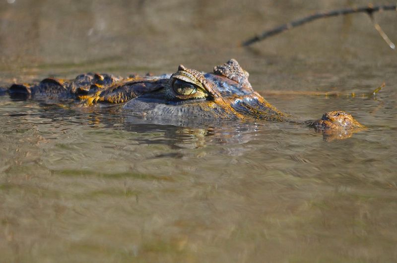 Spectacled Caiman