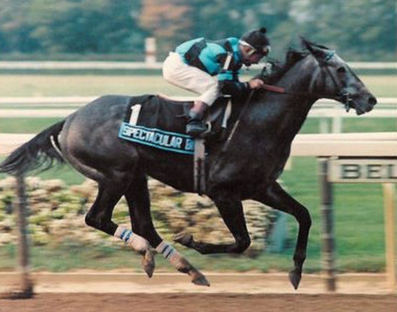 Spectacular Bid