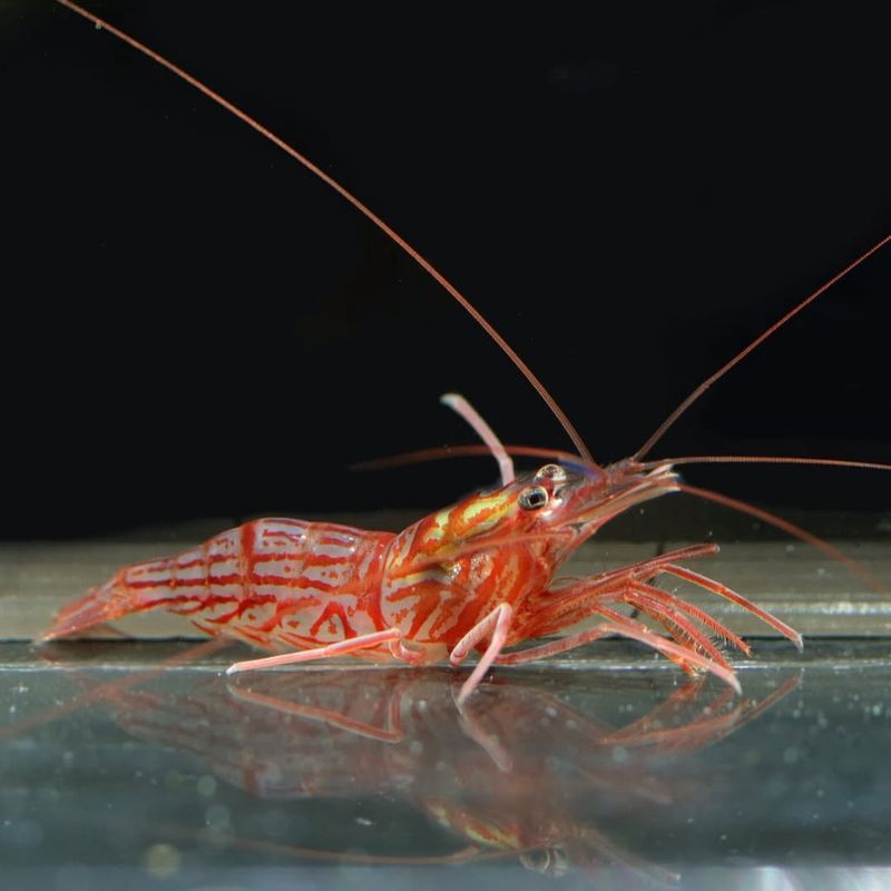 Spectral Peppermint Shrimp