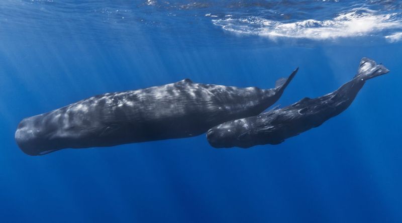 Sperm Whale