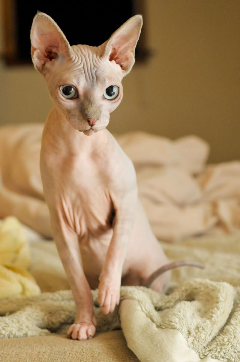 Sphynx