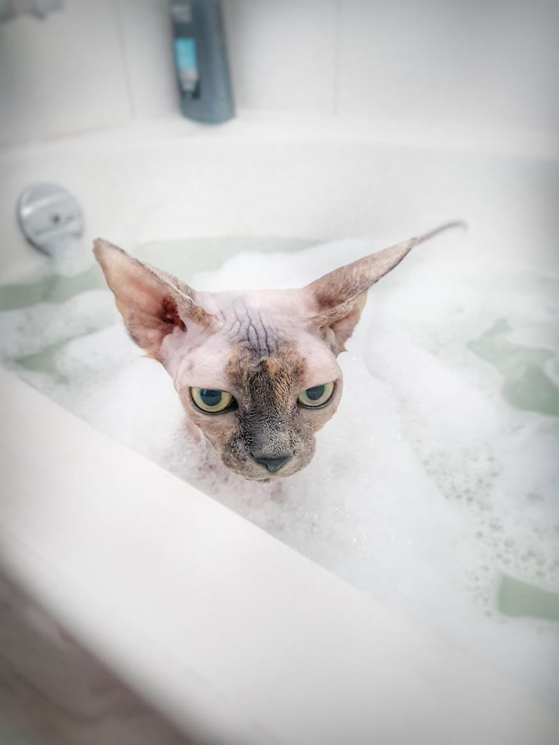 Sphynx