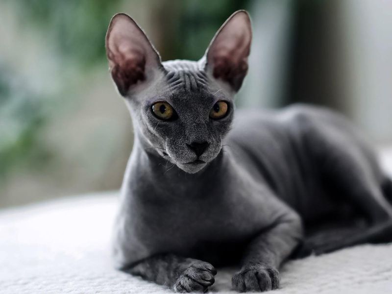 Sphynx Cat